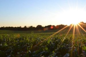 Como funciona o seguro agrícola?