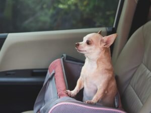 Cachorro na caixa de transporte dentro do carro